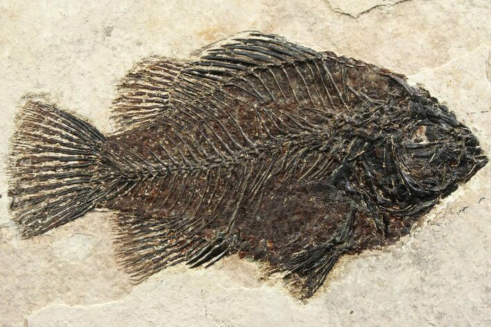 Detailed Fossil Fish (Cockerellites) - Wyoming #356745